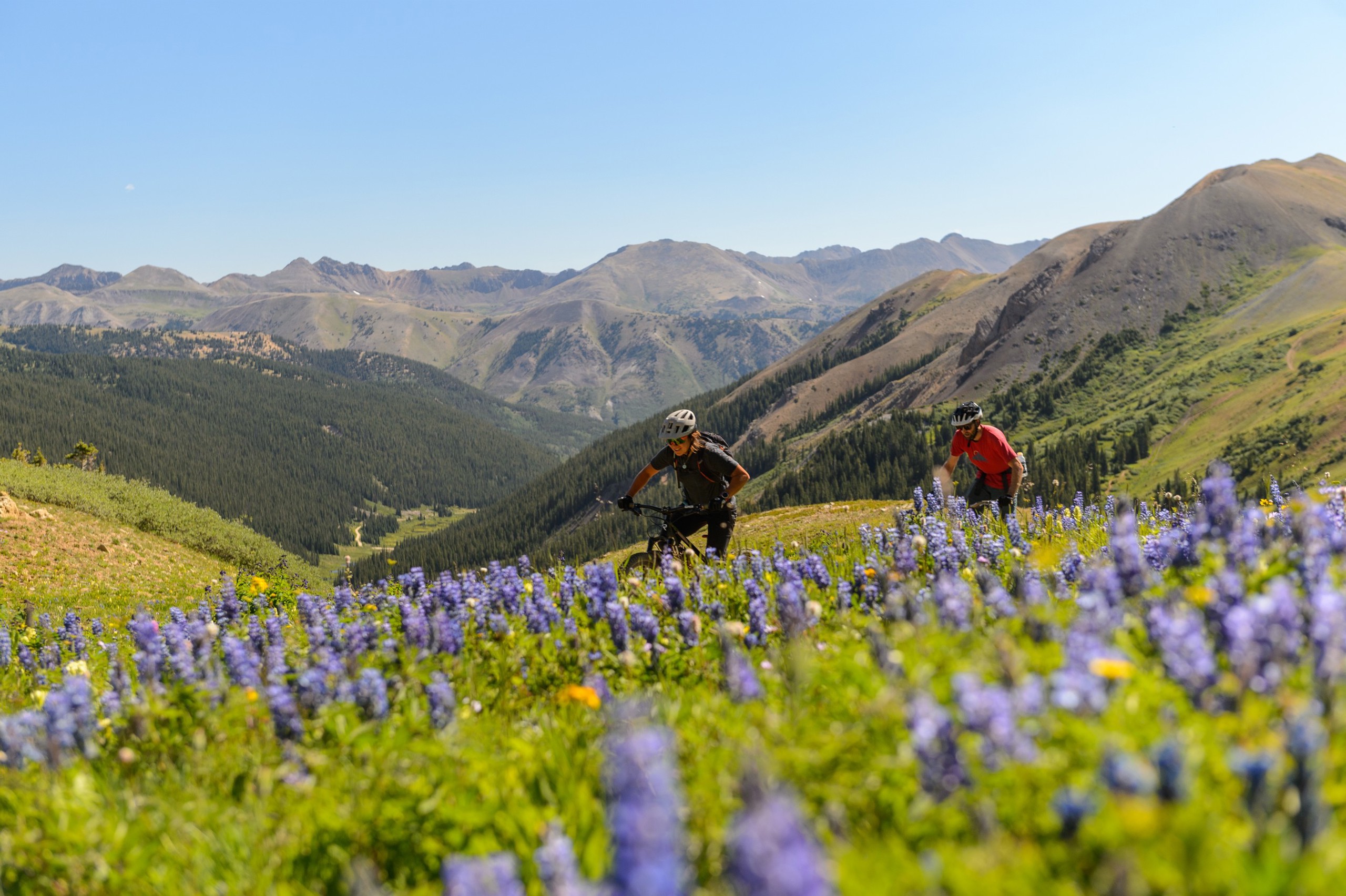 Two bikers riding on a trail in a mountain valley surrounded by lavender flowers.